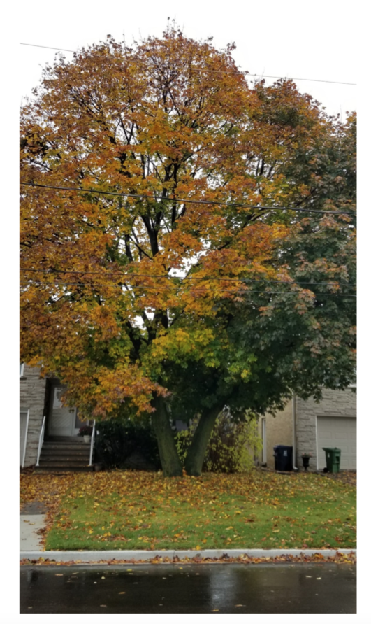 Council votes 15-4 to DENY a permit to remove this North York tree. Nunziata, Holyday, Pasternak, Colle opposed.