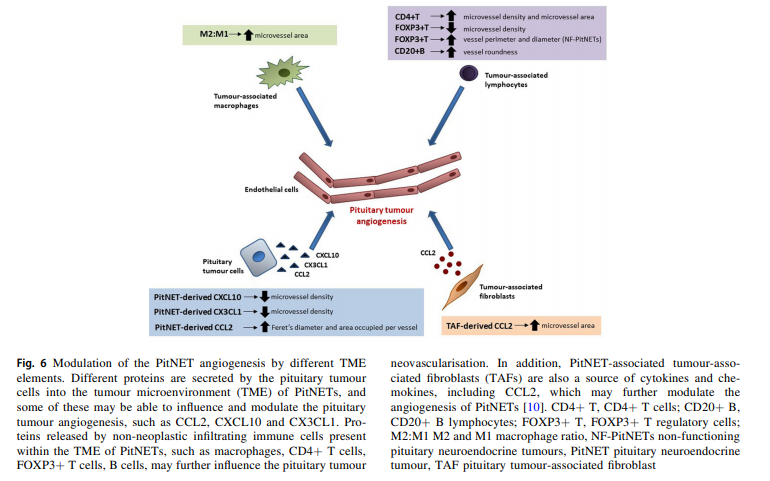 sociedadSEEN's tweet image. Los macrófagos M2 parecen desempeñar un papel en la neovascularización de #PitNET, mientras que los linfocitos B, CD4 + y FOXP3 +, así como los elementos TME no celulares como CCL2, CXCL10 y CX3CL1, también pueden modular la angiogénesis de #PitNETs 
ow.ly/BSxa30rbHtv