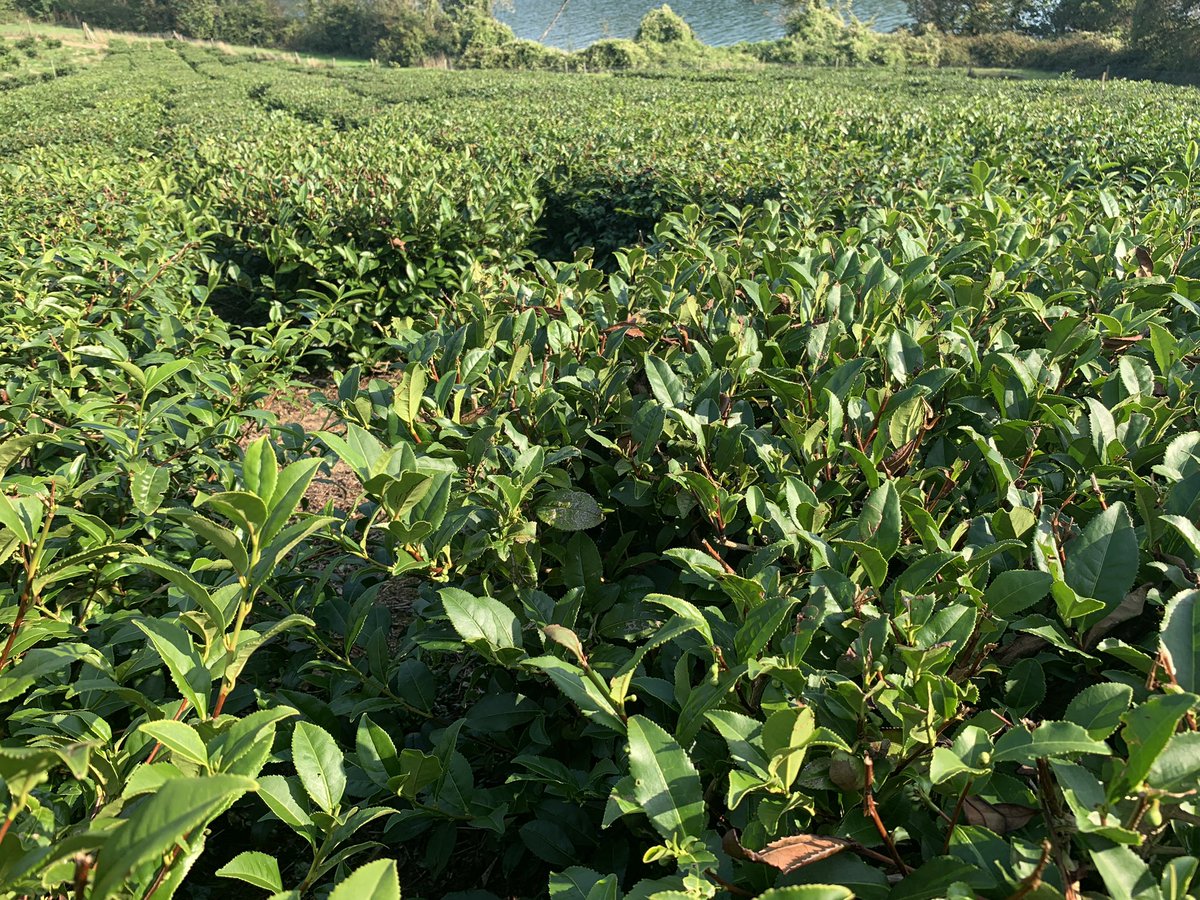 Calling all tea growers: please tell us if your tea bushes yield seeds this year? Weight per bush? Your responses will provide valuable data for science. #tea #RETWEEET even if you only have one tea bush growing in a pot! tregothnan.co.uk/shop/tea/tea-g…