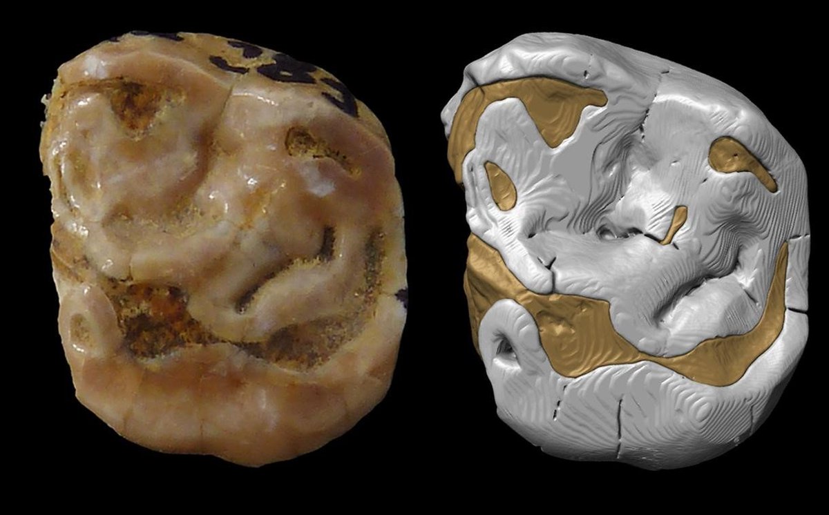 AsierGOlivencia's tweet photo. 11. Studying fossil dholes is fun, and surprising! Looking for additional dhole fossils I found a #Neandertal decidual molar among the faunal remains from #Axlor... https://t.co/hPhArFOu8b