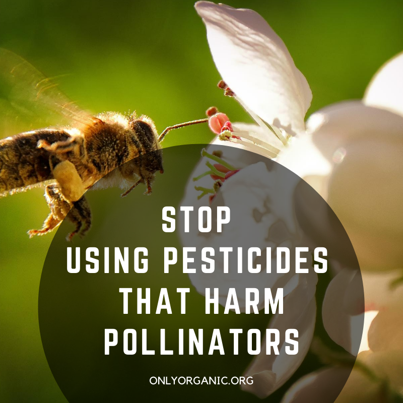 Scientists have identified several factors that are contributing to bee decline, most notably pesticide usage. Many pesticides are acutely toxic to bees and pollinators and result in death and contribute to Colony Collapse Disorder, or CCD. Learn more: onlyorganic.org/stop-using-pes…