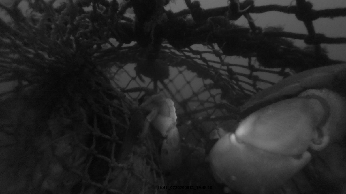 wormbotherer's tweet photo. Exciting times in Yorkshire! First images from our @DefraGovUK project working with @HoldernessFIG to trial in-pot lobster cameras. Can you identify the inhabitants? @CefasGovUK @HydrographyJohn @axa_molina @RebeccaSkirrow @hwolst @stott_samistott https://t.co/nDgZwq7MEo