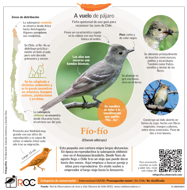 "A vuelo de pájaro"es la ficha quincenal de una guía para reconocer las aves de Chile. Hoy, en #VCTElMercurio el fío-fío. Para escuchar su canto y conocer más, revise el código QR de la infografía.