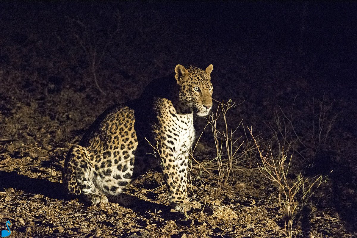 The leopard is definitely the most elusive and secretive in the cat family. They are extremely difficult to trace and locate in the wild unless you are in Bera, in south-west Rajasthan, India. 

#NationalWildlifeWeek 
#NWW2020