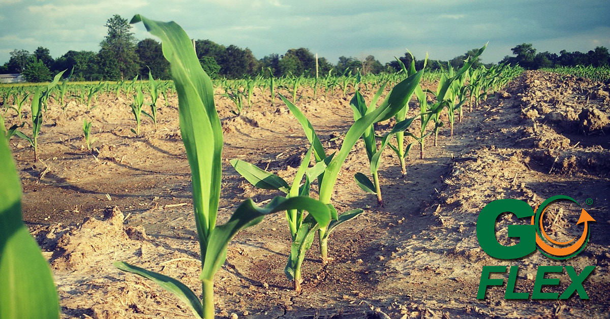 TheEquityCoop's tweet photo. The Equity is offering 0% financing for seed and crop protection products for the 2021 planting season. Capture early season discounts and pay later! https://t.co/GNYdHbRY8H