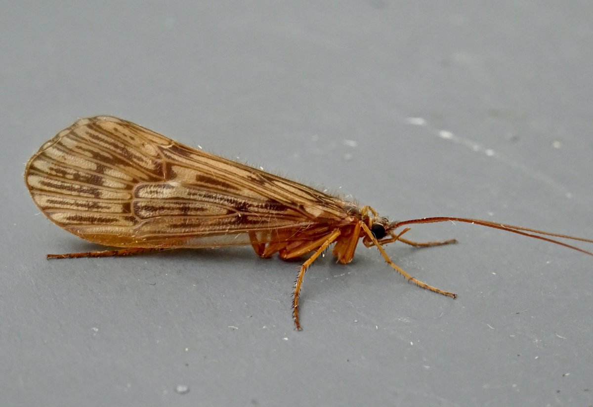 MothduJour's tweet photo. A very nicely marked Halesus radiatus in last night's moth trap. #Caddisflies #MothTrapIntruders https://t.co/AcbHgUKjSN