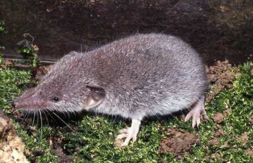 Pensando en las #musarañas ?! Quizá en esta? La Musaraña de campo, Crocidura suaveolens... faunaibericagaleia.es/blog/musarana-…