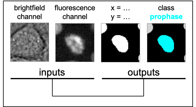 KristinaUlicna's tweet photo. #DeepTree🌳(11/🧵):
For each cell in the image, you need to determine its position📍 & label its mitotic phase. In our dataset comprising >250,000 single cells🧫, manual annotation is not an option ➡️ #DeepLearning saves your life & automates both tasks!🖥️
https://t.co/D6heeG76dK https://t.co/uSqb5AgCuB