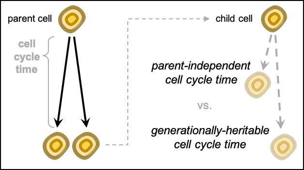 KristinaUlicna's tweet photo. #DeepTree🌳(7/🧵):
How is cell cycling heterogeneity established & propagated❓ Is cycle time heritable across generations (resembles parent's time) or is it liberated from any instilled parent's control (lasts longer/shorter)? Or a combination of both?😮
https://t.co/D6heeG76dK https://t.co/zZQJtDyS8L