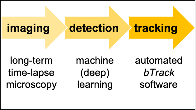 KristinaUlicna's tweet photo. #DeepTree🌳(9/🧵):
How do you gain the single-cell data for such robust analysis?📊 We combined our #wetlab & #drylab expertise to computationally digest #timelapse #microscopy datasets🔬 to detect & track single cells using our custom-developed software🖥️
https://t.co/D6heeG76dK https://t.co/lx37OaLWdF
