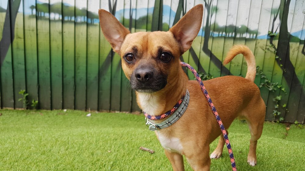 AdoptionsUk's tweet image. Please retweet to help Bruno find a home #CARDIFF 🏴󠁧󠁢󠁷󠁬󠁳󠁿
Young adult, small sized can possibly live with other dogs and cats, looking for experienced adult home that will go on  with training please share to give this boy a better future than his past?
therescuehotel.com/dogs-available…
#wales