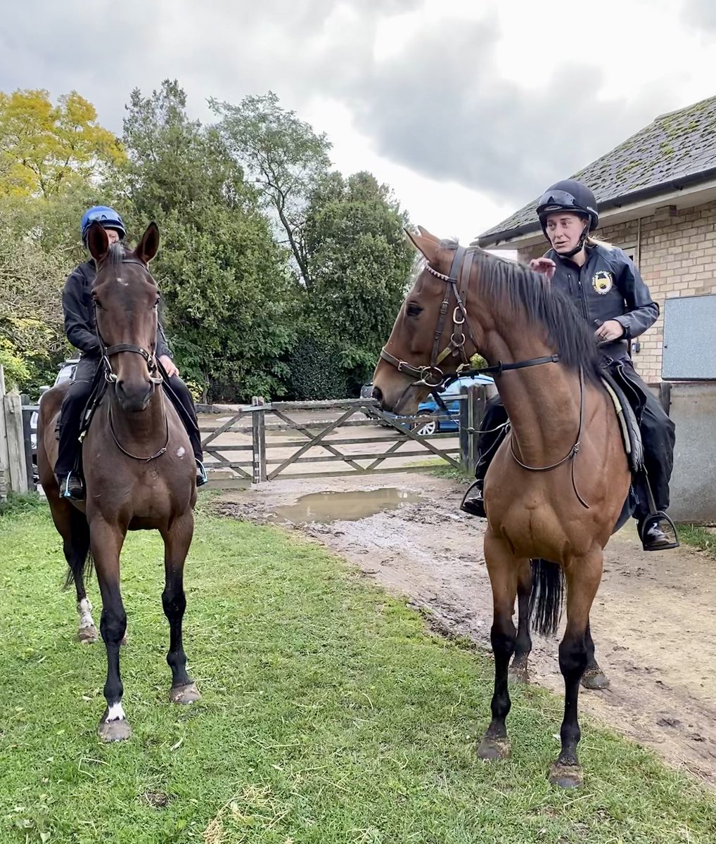 CollingsBerry's tweet photo. @nancygsexton @inkmarksofsu @ChareneWoo @JohnWathenBerry These two are ineligible as they’re geldings but they’re aiming for a Grand National full-brother one-two #DearAlix #Delatite https://t.co/qV0wrgs0OD