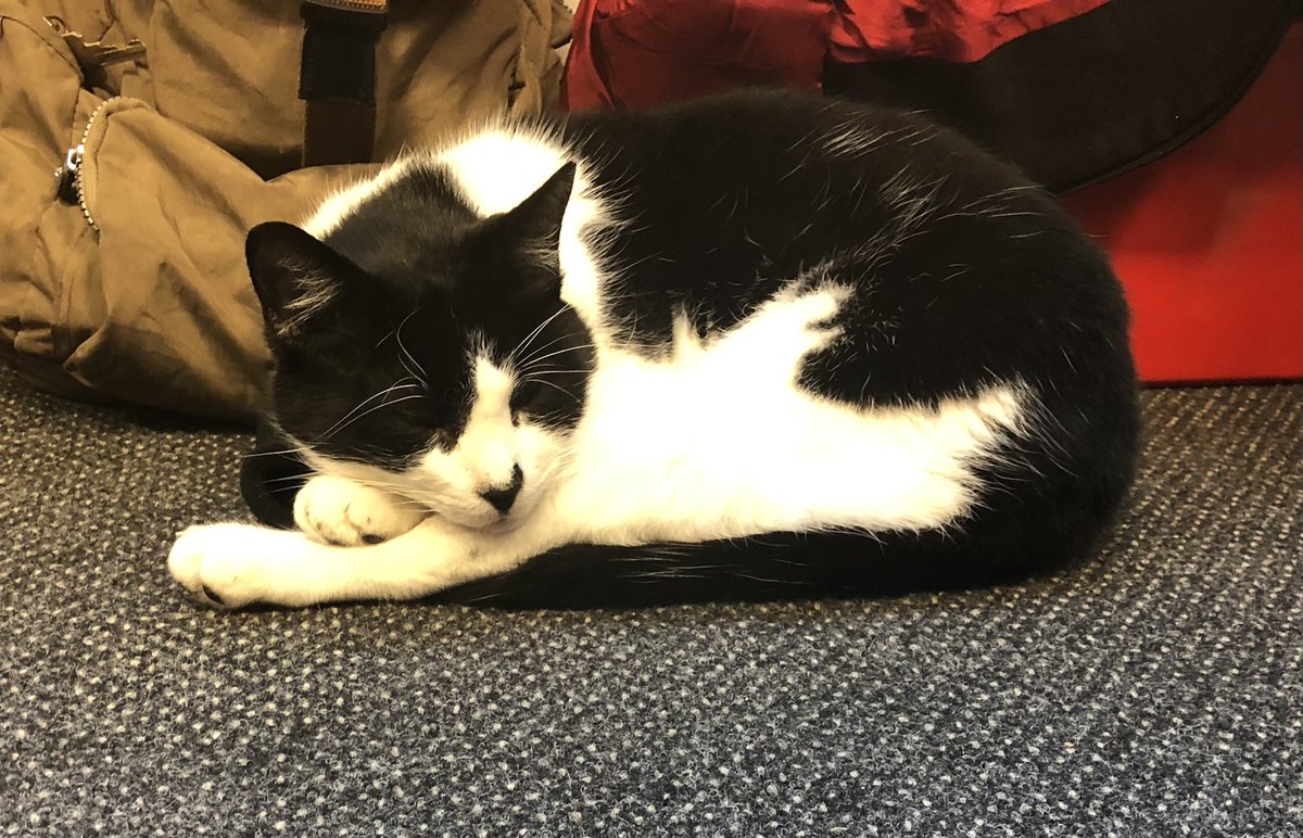 FrancesRead's tweet photo. We are all hard at work for open evening tours and I discover this in the staff room. It’s a hard life for some! https://t.co/k8bYZTPC5x