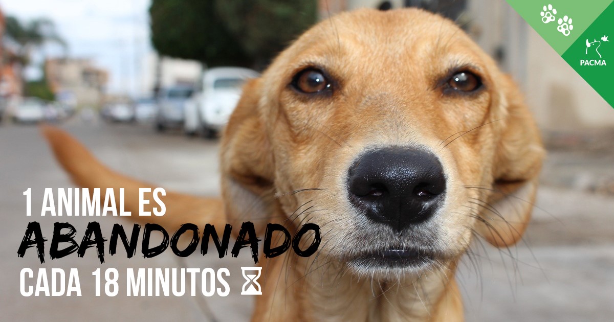 PartidoPACMA's tweet photo. ⚠️ EL ABANDONO ES DELITO 🚫

Para frenarlo debemos:
✔️ Esterilizar obligatoriamente.
✔️ Prohibir la compra-venta de animales.
✔️ Fomentar la adopción.

🙏 Solo así podremos vaciar las protectoras y dar un hogar y una familia a cada animal.
#AdoptaNoCompres 🐱🐶 https://t.co/BkyB13XeaI
