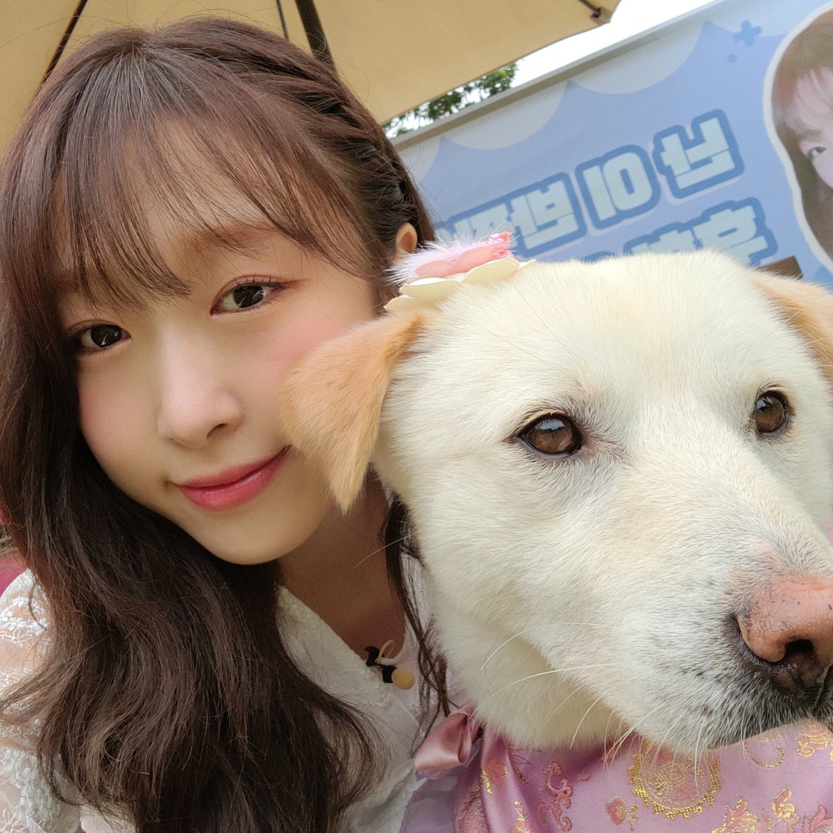 WJSN_Cosmic's tweet photo. [#WJSN]
#MBC 2020 추석특집
#아이돌멍멍선수권대회 🐶
사랑스러운 커플 한복을 입은
럭키네 #수빈 이의 인증샷 도착 💕

보는 것만으로도 힐링이 되는 듯했던
#우주소녀 수빈과 럭키의 어질리티 경기 🥰
#우정 남은 연휴도 잘 보내세요!🙇‍♀️🙇

#쪼꼬미 #흥칫뿡
#우주소녀_쪼꼬미
#CHOCOME #Hmph https://t.co/jUW2ZQcVZ1