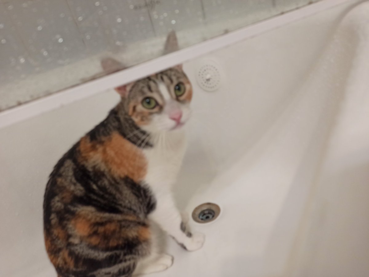 Melli_sc_'s tweet photo. @jorgeealarcon20 No entiendo su lógica de estar siempre en la bañera 🙃🙃🙃🙃 https://t.co/1bfGAzLsmQ