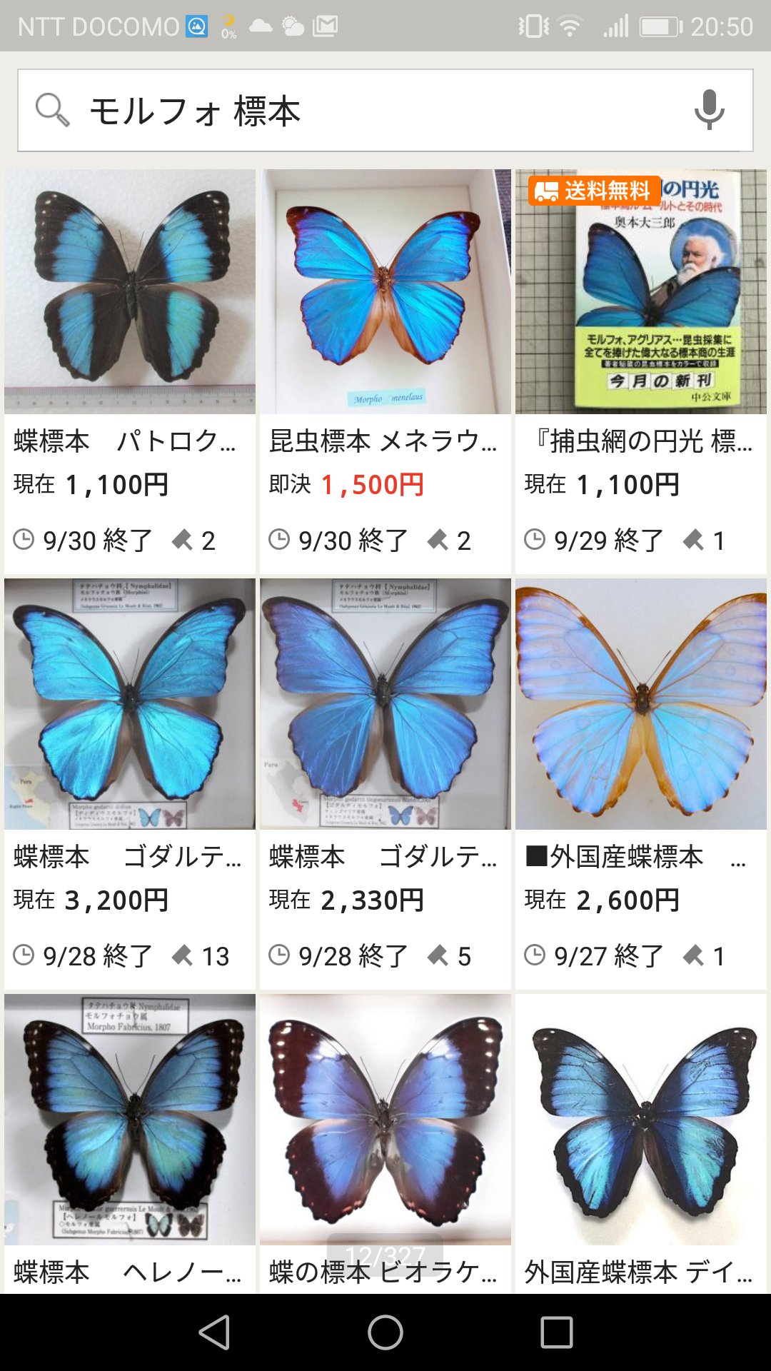 蝶標本 モルフォ各種 タイヨウチョウ各種 世界産地別コレクション 大型