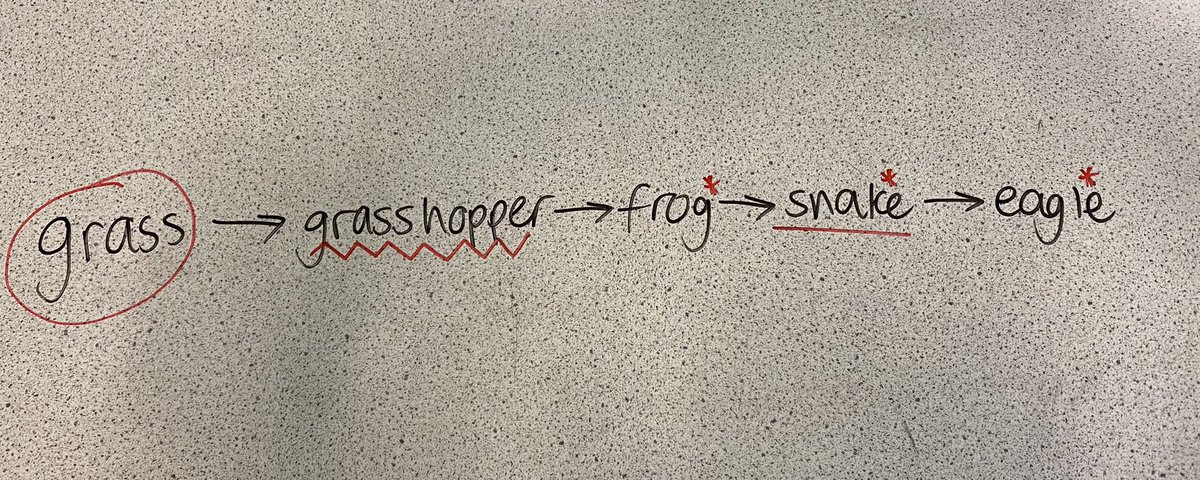 LornshillSci's tweet photo. Food chain starter task!
Writing answers on the desk π
π the producer
βthe predator of the frog
γ°οΈ the prey of the frog
*οΈβ£ the carnivores
#startertask #activelearning https://t.co/q31AoS1g5V