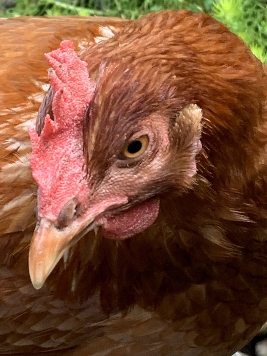 Gertrude #backyardchickens @ElliottEats