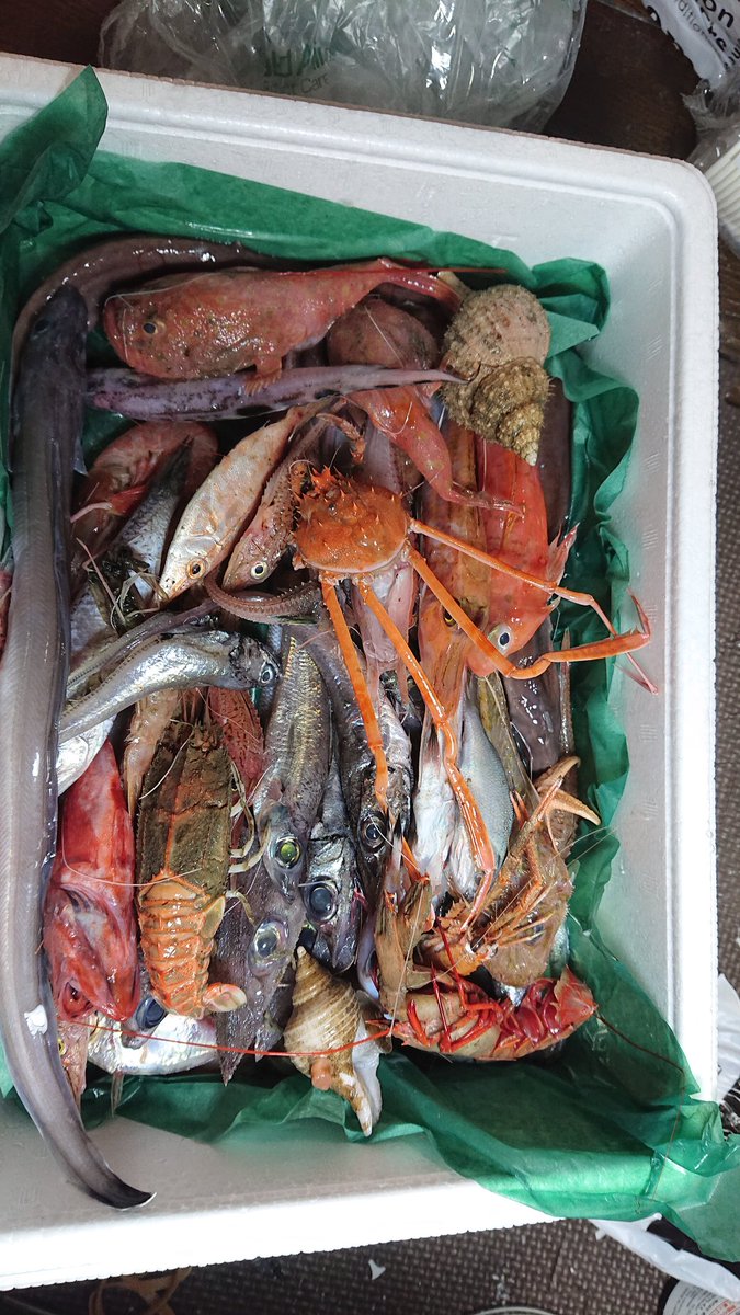 人気の深海生物 メンダコ を茹でて 食べてみた方のレポ 嫌に柔らかいゴムチューブのような食感 Togetter 人気の深海生物 メンダコ を茹でて 食べてみた方のレポ 嫌に柔らかいゴムチューブのような食感 Togetter
