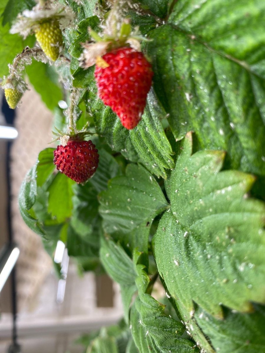 strawberry plant