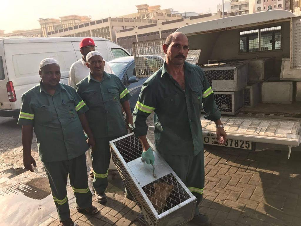 FBB_Officiel's tweet photo. La municipalité de Dubaï organise un nettoyage scandaleux :  interdiction de les nourrir et captures systématiques. Des milliers de chats seraient sacrifiés !
Signez la pétition : https://t.co/Ir7nwUVUZD 
Écrivez pour protester au Directeur de la Municipalité hmawadhi@dm.gov.ae https://t.co/wOjZJZ7VmJ