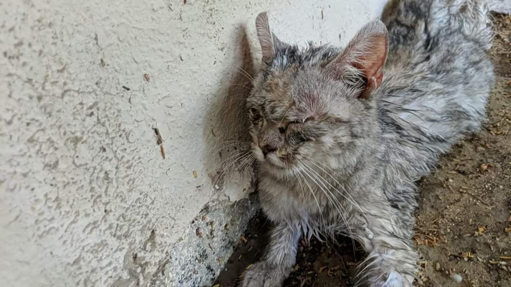 FBB_Officiel's tweet photo. La municipalité de Dubaï organise un nettoyage scandaleux :  interdiction de les nourrir et captures systématiques. Des milliers de chats seraient sacrifiés !
Signez la pétition : https://t.co/Ir7nwUVUZD 
Écrivez pour protester au Directeur de la Municipalité hmawadhi@dm.gov.ae https://t.co/wOjZJZ7VmJ
