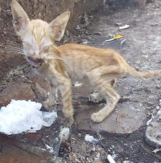 FBB_Officiel's tweet photo. La municipalité de Dubaï organise un nettoyage scandaleux :  interdiction de les nourrir et captures systématiques. Des milliers de chats seraient sacrifiés !
Signez la pétition : https://t.co/Ir7nwUVUZD 
Écrivez pour protester au Directeur de la Municipalité hmawadhi@dm.gov.ae https://t.co/wOjZJZ7VmJ
