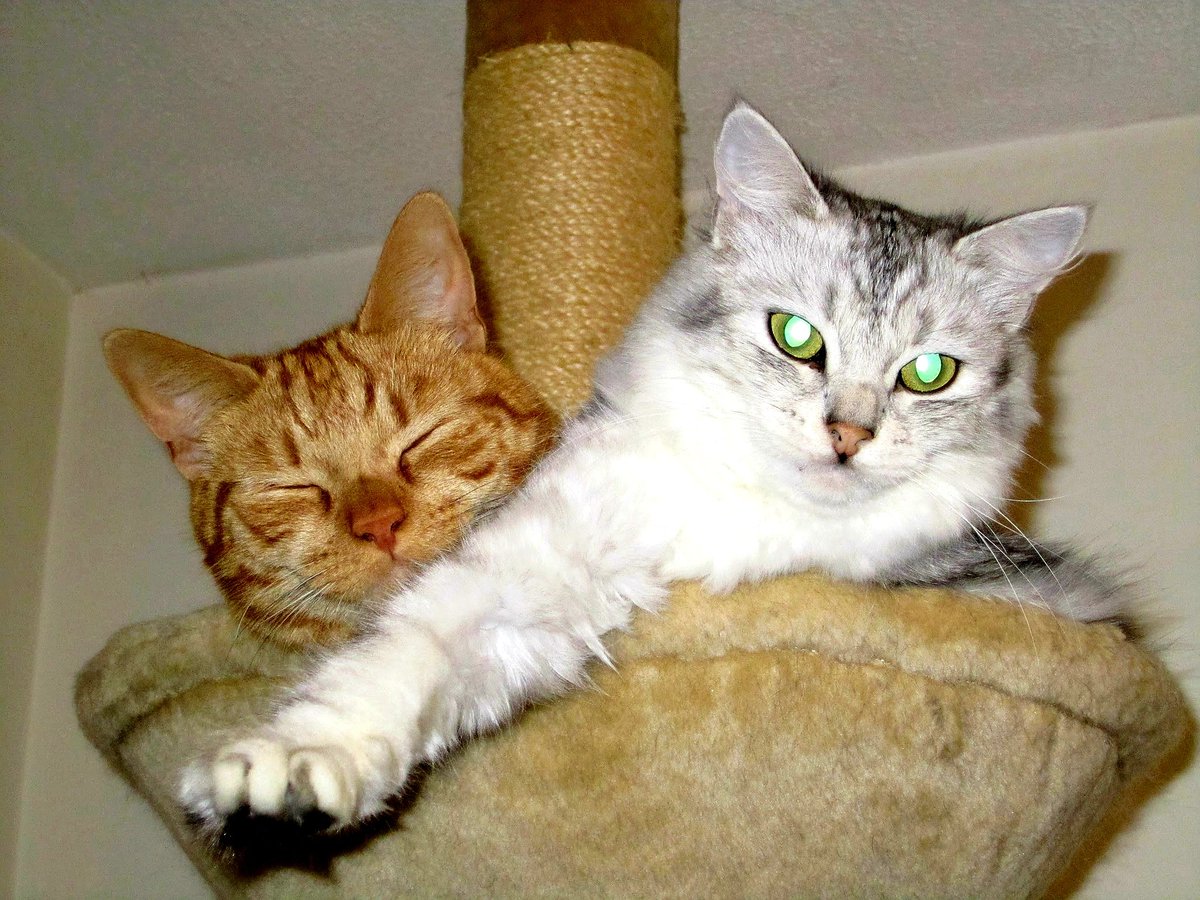 henleyvets's tweet photo. It's World Smile Day, so we'd love to see pics of your happy pets π.
Here's nurse Debbie's cats Willow and Betty to start things off (Betty's smiling inside, we promise ....... π€£!)
#worldsmileday #CatsOfTwitter #dogsoftwitter #pets #localveterinarypractice #henleyvets #henley https://t.co/Ihk1YJAltw