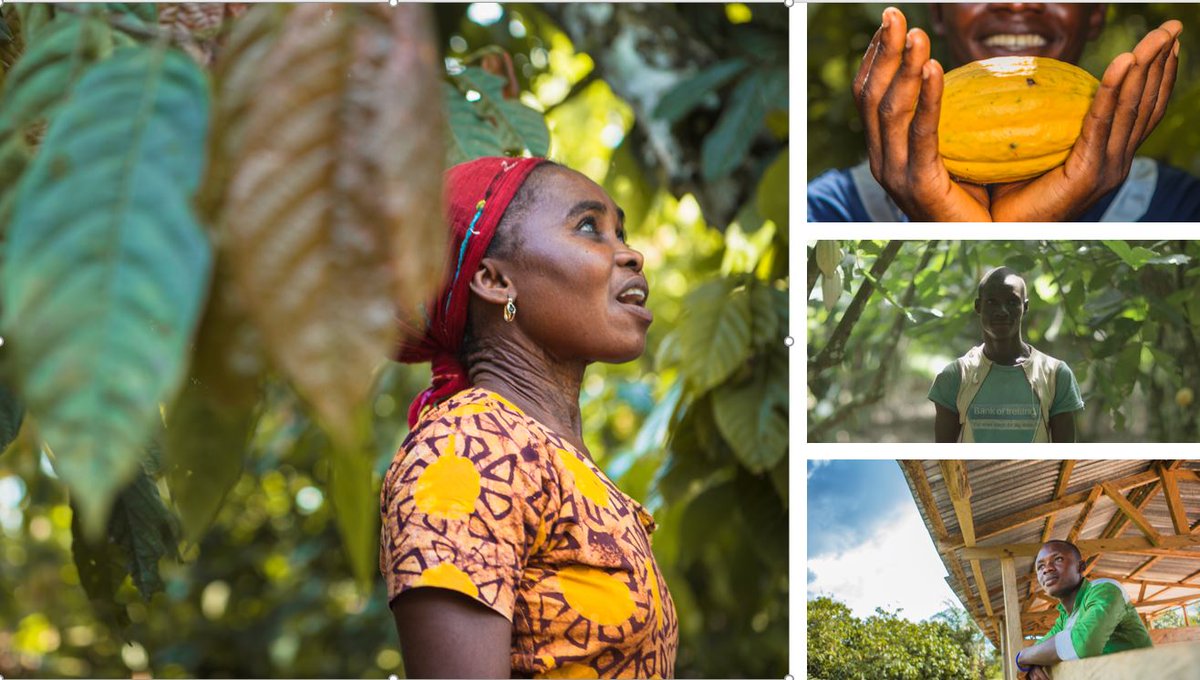 touton_group's tweet photo. Farmers are our main partners. On the official opening day of the crop season and welcoming the announcements of new producer prices in #ghana and #cotedivoire, we take the opportunity to thank them. We look forward to working with you all for this new season! #sustainablecocoa https://t.co/SamOQ2YAtd