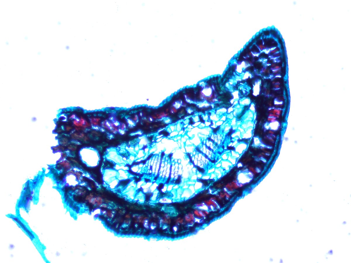 viverwiz's tweet photo. Pine Leaf, cross section, 40x magnification by light microscope #microscopy #pine #leaf #botany #biology #explore #science #discover #nature https://t.co/A2I5gn8eYS