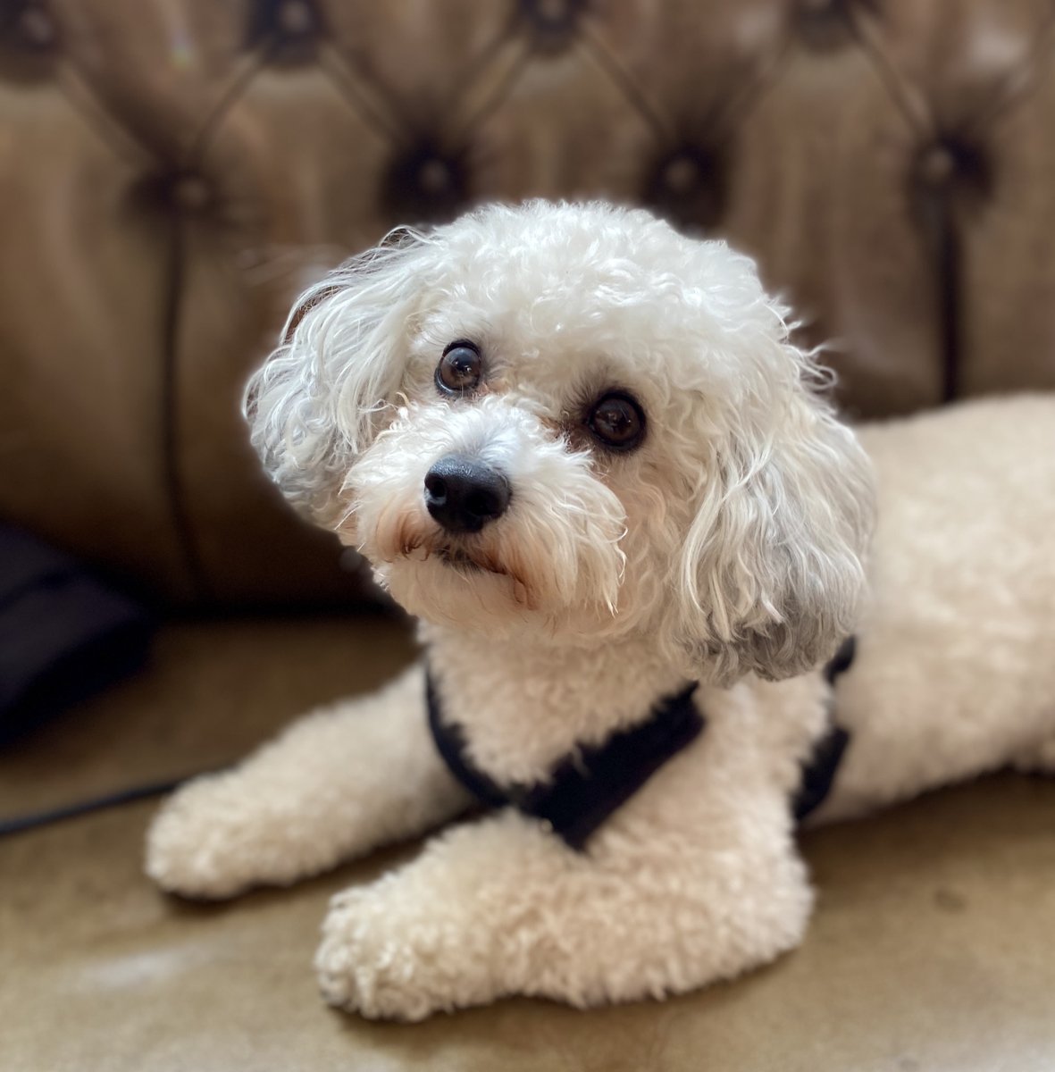Storm is coming! Coco secured her spot already. Be like Coco :) #pub #publife #pubdog #friday #lunch #dinner #cosy #food #drinks #fun #servicewithasmile #clerkenwell #storm #cancelthecurfew #love #explore
