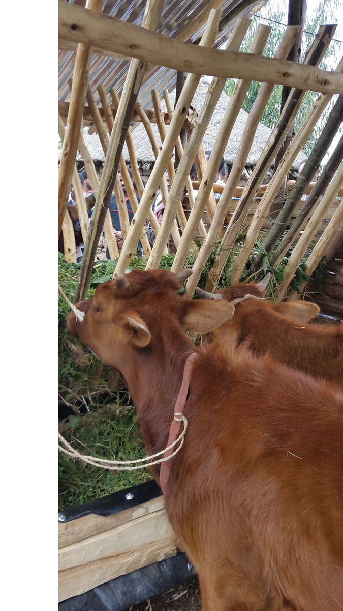 AfroDendro's tweet photo. Thanks for sharing @ProfKindeya. Agree. Scaling up cut and carry feeding system is imperative. Btw, through the #Africa Rising project we introduced Tree lucerne and feed troughs for efficient feed utilization #Tsibet #Tigray &amp; we have to scale it up👇 @ICRAF @ILRI https://t.co/KF572mAlOQ