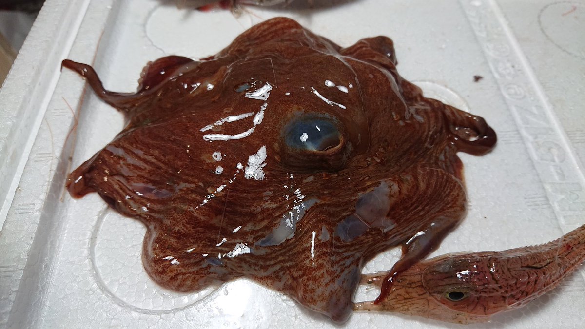 人気の深海生物 メンダコ を茹でて 食べてみた方のレポ 嫌に柔らかいゴムチューブのような食感 Togetter