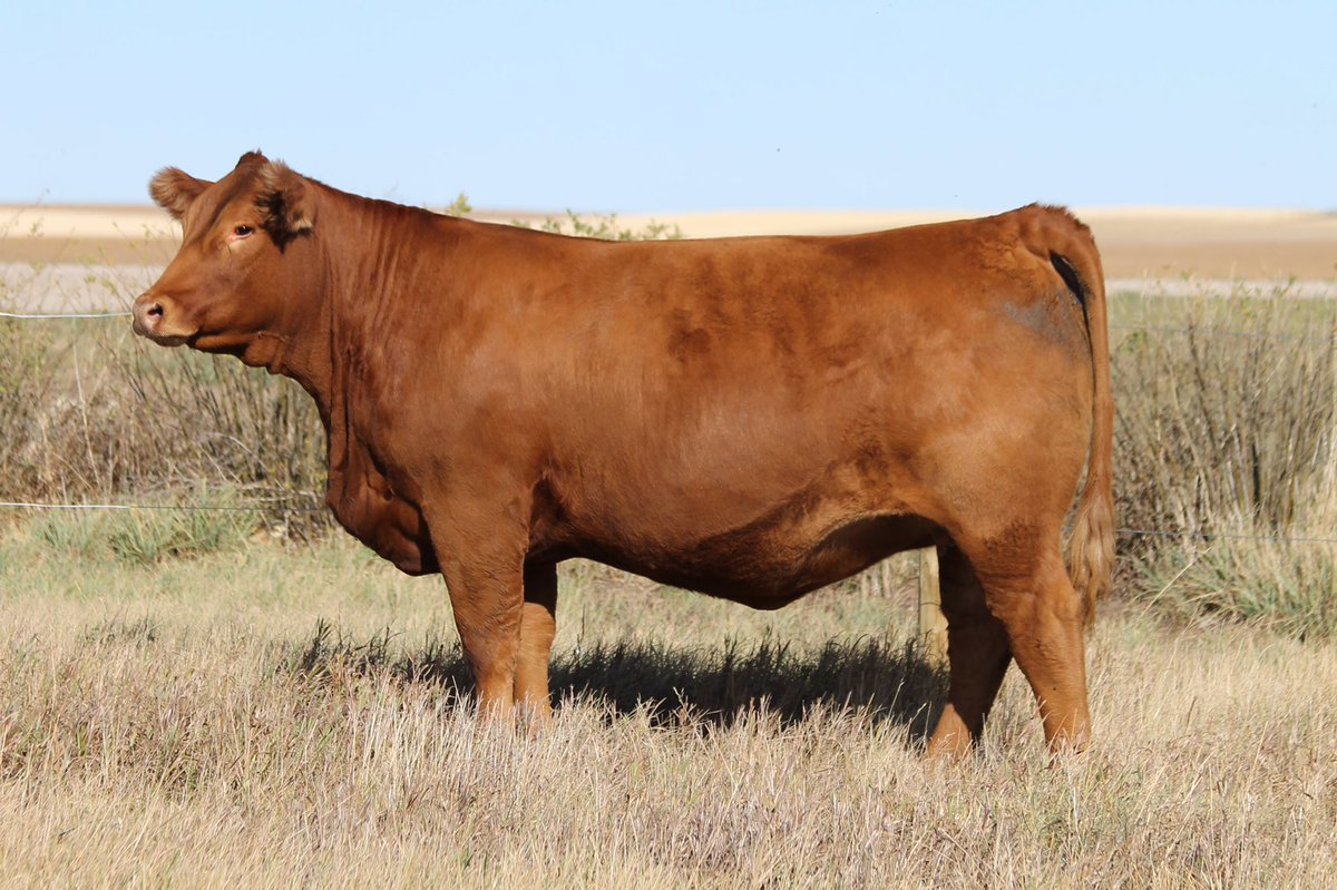 B-Bar Nicole 203F ET
Homozygous Polled
S: Hunt Credentials 37C ET
D: B-Bar Polled Unique 114U

Due Jan. 13/21 to RPY Paynes Cracker 17E

<a href="/t__boon/">Terra Boon</a> <a href="/CDNLimousin/">Canadian Limousin</a> <a href="/limousincattle/">N. American Limousin</a>