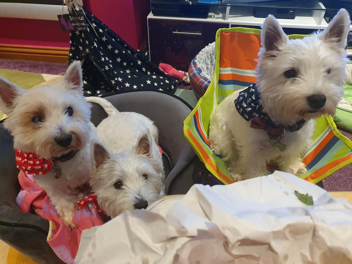 RooRadley's tweet photo. We haz had our #Fishy Friday supper #WestieGreenHQ mummy back driving her car...she got very wet but uz fishy supper kept dry! 😁🐟
#ZSHQ #WESTIEGREENHQ #TheAdventuresofRoobieandRadley #Westie #fishandchips https://t.co/iPb3vZs7IK