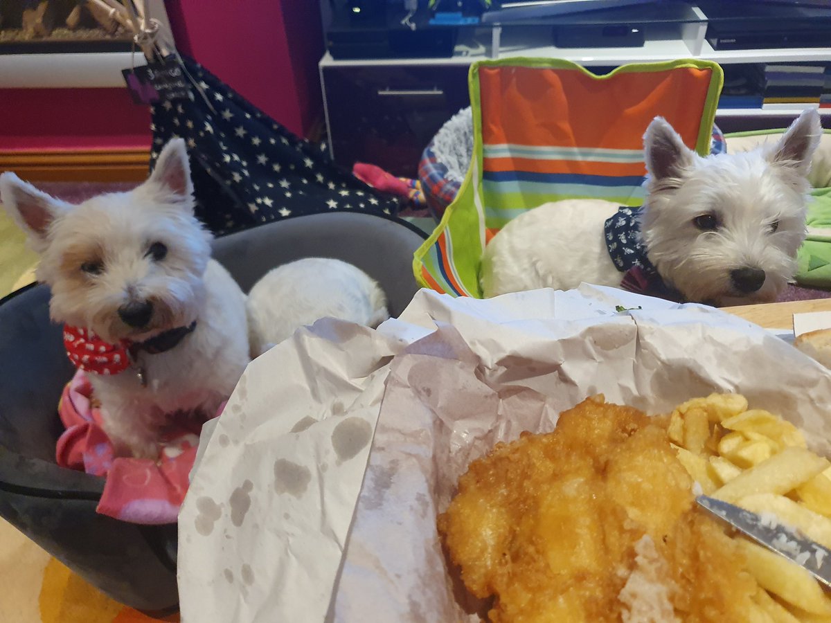 RooRadley's tweet photo. We haz had our #Fishy Friday supper #WestieGreenHQ mummy back driving her car...she got very wet but uz fishy supper kept dry! 😁🐟
#ZSHQ #WESTIEGREENHQ #TheAdventuresofRoobieandRadley #Westie #fishandchips https://t.co/iPb3vZs7IK