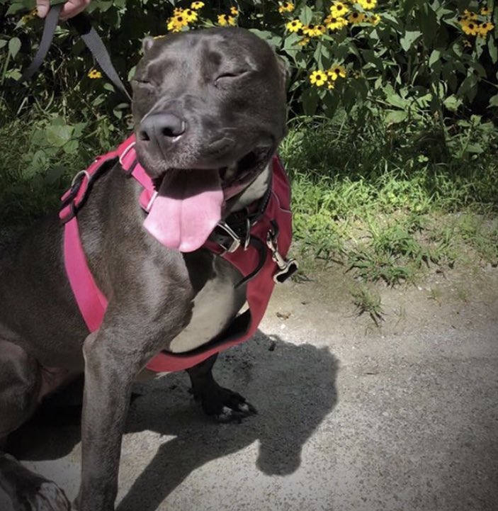 cara_122x's tweet photo. #TSApets this is shiloh she is 4 years old and my best friend ❤️ https://t.co/48GhcYUhYH