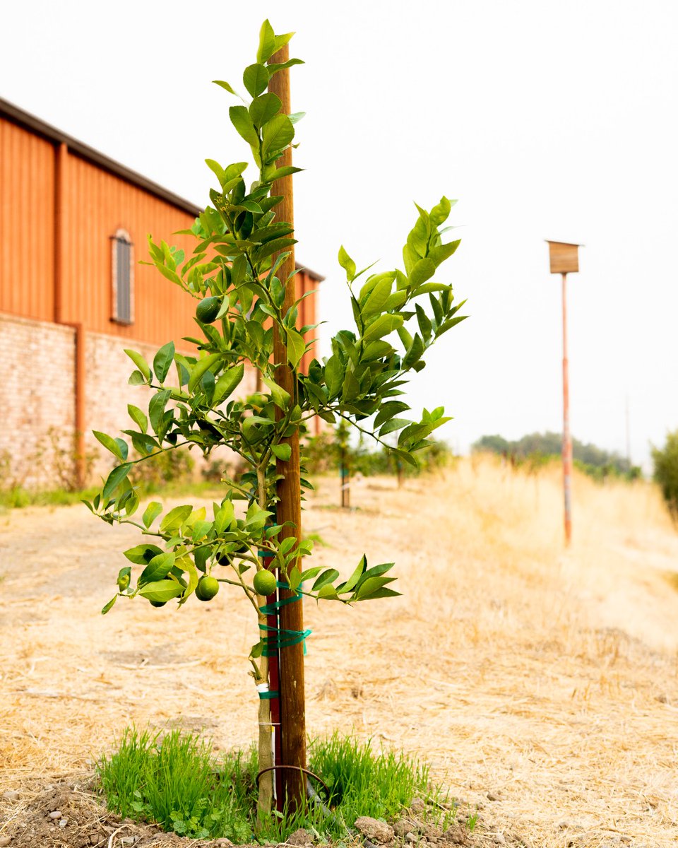 RubinoEstates's tweet photo. We have some new additions to the winery - and they aren't wine grapes! We look forward to harvesting some sweet citrus this winter!

#vineyardviews #vineyards #rubinoestates #rubinoestateswinery #gardens #sustainablyminded https://t.co/VZXBPlBVcP