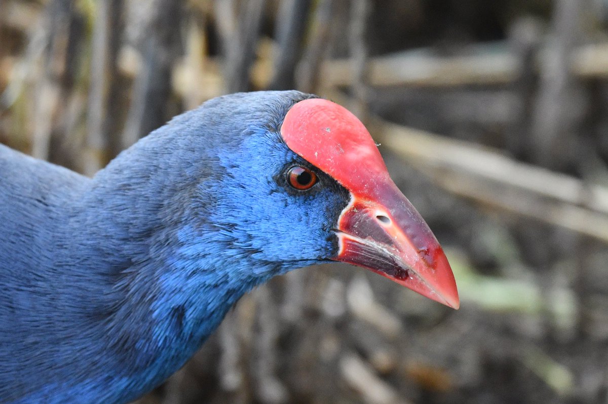 Veel tammer krijg je ze niet 😁. Purperkoet tijdens de <a href="/birdingbreaks/">BirdingBreaks</a> reis Portugal gisteren <a href="/vogelnieuws/">Vogelbescherming NL</a> <a href="/waarneming/">Waarneming.nl</a> <a href="/Sovon/">Sovon Vogelonderzoek Nederland</a>
