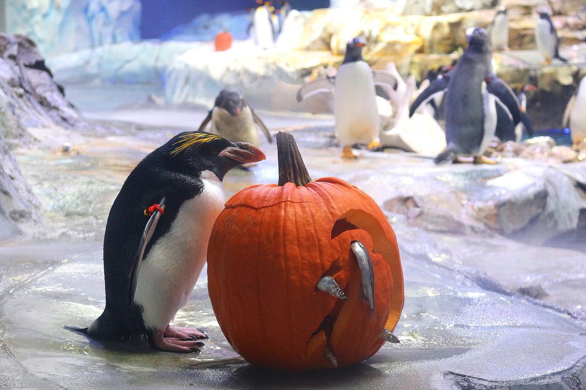 it's really hard for me to think of something that gives me as much joy as when zoos just give all the animals a pumpkin