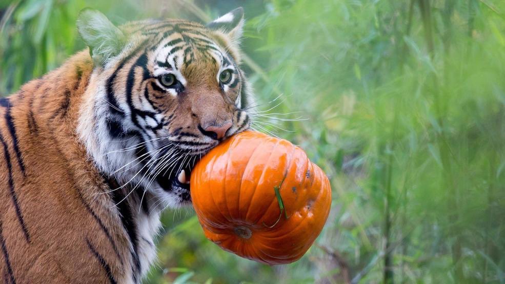 it's really hard for me to think of something that gives me as much joy as when zoos just give all the animals a pumpkin