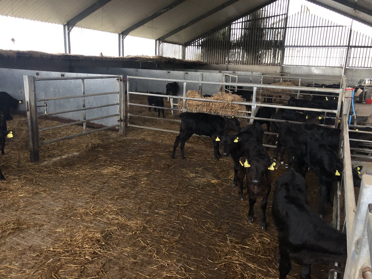 Filled up with 124 Angus calves in less than 24 hours#happy farmer#happy calves @BladeFarming