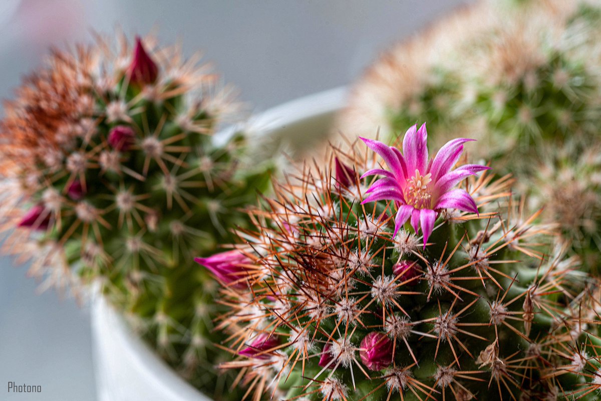Photono9's tweet photo. #Custus #plants #flowerphotography #macrophotography #Flowers https://t.co/9GSl962ZyG