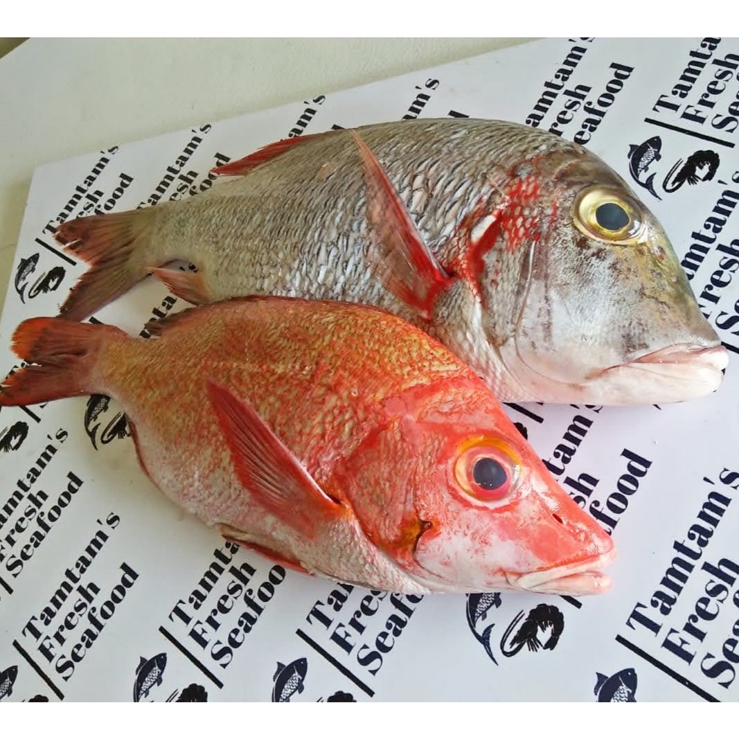 FishTamtam's tweet photo. Guess who's back? 🎣
WHOLE RED SNAPPER , perfect plate size of approx 500g per fish. Kes 650 per kg. Have your FISH FRIED at an extra kes 150 only.
Now taking orders via 0721639601>>
📲text /whatsApp
🔃🔃

#redsnapper #redsnapperseason #tamtamfreshfish #tamtamskitchen #freshfish https://t.co/PMewwaYK3r