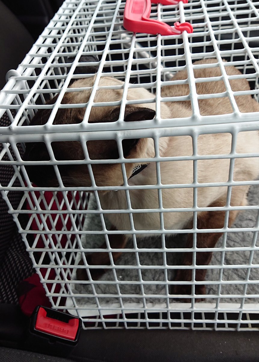 DylanSiamese's tweet photo. I was kidnapped earlier today and taken to the V. E. T. 🙀 🙀
They drained the abscess and put me on antibiotics... Time will tell whether l will take them with crunchies or not... #SoreEar #MumsSaysIShouldntFight https://t.co/BoiyQwYafW