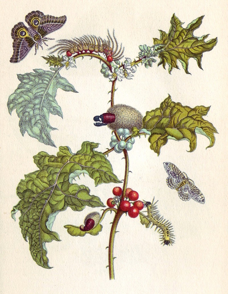 Una artista muy reconocida es MARIA SIBYLLA MERIAN (1647 – 1717), famosa por esta ilustración donde representó la  #metamorfosis de una mariposa sobre su planta huésped