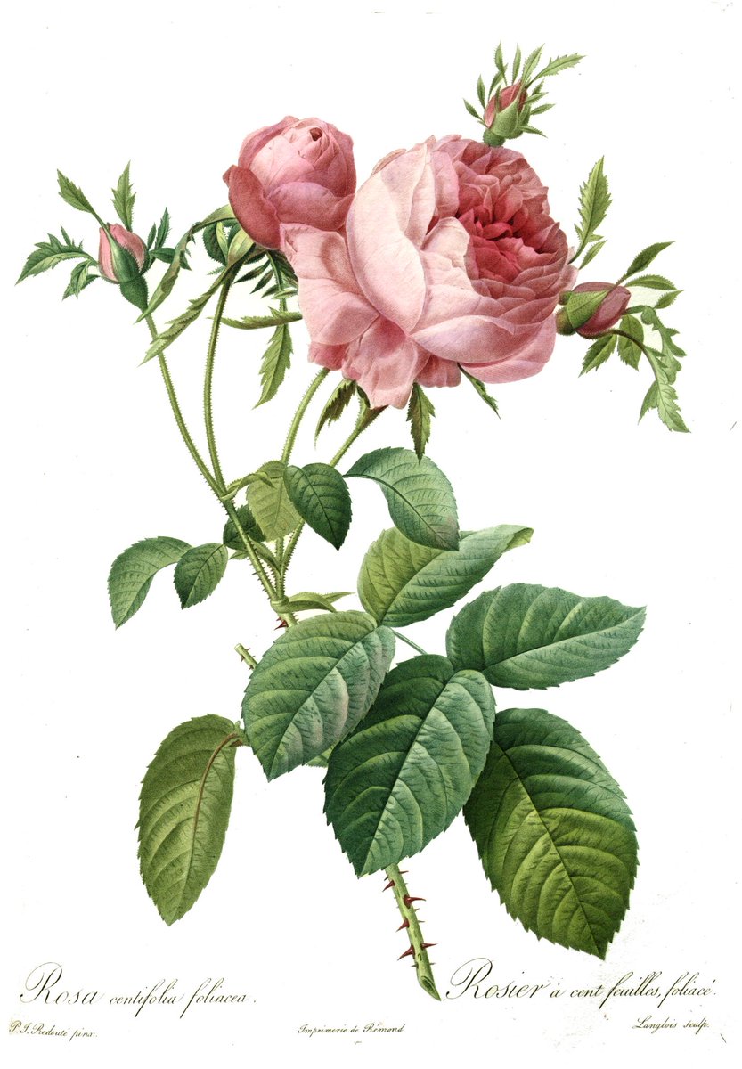 Conocido como el “pintor floral real” de la reina Maria Antonieta y la emperatriz Josephine Bonaparte, el artista  #Pierre-JosephRedouté fue reconocido por sus ilustraciones de rosas, lilis, y otras flores.