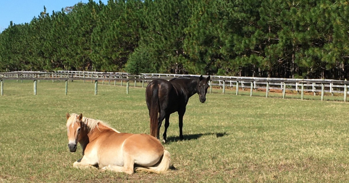 ToweringPinesRE's tweet photo. A gorgeous sunny day at Prancing Horse! π΄
πΈ Realtor Susan Martin - Scene from the Sandhills
#Realtor #PinehurstRealtor #PinehurstRealEstate #AberdeenRealtor #AberdeenRealEstate #SouthernPinesRealtor #SoutherPinesRealEstate #SandhillsNC #MooreCountyNC #NorthCarolina https://t.co/eo2ZMstuuf