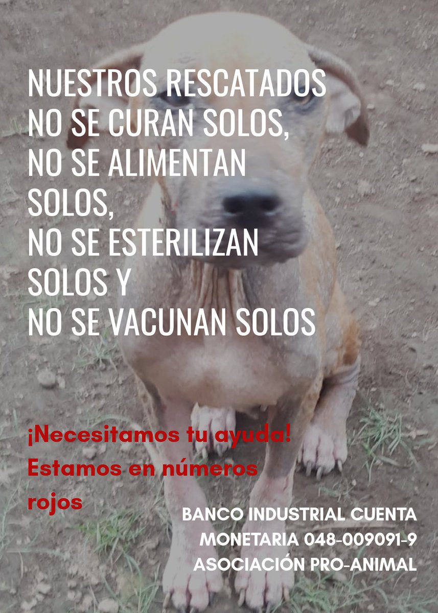 Proanimal_gt's tweet photo. #QuedateEnCasaGT

#Ayuda #Urgente
No importa si donas Q10.00, Q25.00... Todo suma en este momento. 

Necesitamos cubrir gastos de octubre: alimentación,
tratamientos veterinarios,
medicinas, 
suplementos alimenticios, etc.
A eso se le suma gastos de emergencias de nuevos rescates https://t.co/zv2AJcTJr5